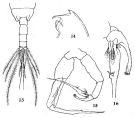 Species Euchaeta concinna - Plate 7 of morphological figures