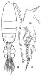 Species Euchaeta spinosa - Plate 6 of morphological figures