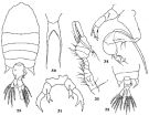 Espèce Pontellopsis macronyx - Planche 3 de figures morphologiques