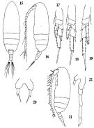 Espèce Paracalanus nanus - Planche 4 de figures morphologiques