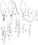 Species Delibus nudus - Plate 4 of morphological figures