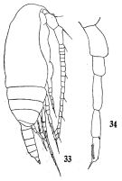 Espèce Acrocalanus longicornis - Planche 5 de figures morphologiques