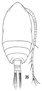 Espèce Acrocalanus monachus - Planche 1 de figures morphologiques