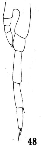 Espèce Calocalanus pavo - Planche 5 de figures morphologiques