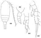Species Microcalanus pusillus - Plate 4 of morphological figures