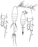 Species Oithona fallax - Plate 4 of morphological figures