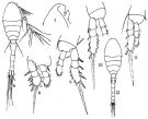 Espèce Oithona nana - Planche 8 de figures morphologiques