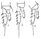 Species Oithona attenuata - Plate 9 of morphological figures