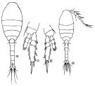 Species Dioithona rigida - Plate 3 of morphological figures
