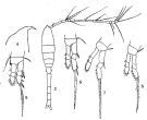 Espèce Oithona tenuis - Planche 4 de figures morphologiques