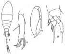 Espèce Lubbockia squillimana - Planche 1 de figures morphologiques