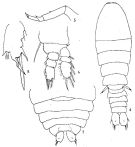 Espèce Sapphirina angusta - Planche 3 de figures morphologiques