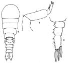 Species Sapphirina ovatolanceolata - Plate 2 of morphological figures