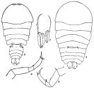 Espèce Sapphirina darwini - Planche 1 de figures morphologiques