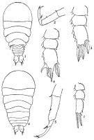 Espèce Sapphirina sinuicauda - Planche 1 de figures morphologiques