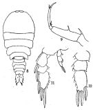Espèce Sapphirina stellata - Planche 1 de figures morphologiques