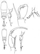 Espèce Corycaeus (Ditrichocorycaeus) dahli - Planche 4 de figures morphologiques