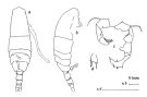 Espèce Acartia (Acartiura) omorii - Planche 2 de figures morphologiques