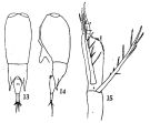 Espèce Farranula carinata - Planche 1 de figures morphologiques