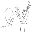 Espèce Corycaeus (Corycaeus) speciosus - Planche 3 de figures morphologiques