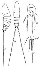 Espèce Microsetella norvegica - Planche 2 de figures morphologiques