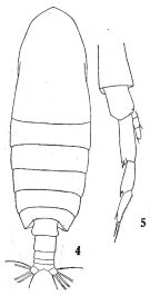 Species Neocalanus robustior - Plate 6 of morphological figures
