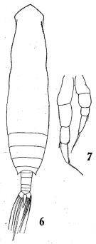 Espèce Eucalanus elongatus - Planche 4 de figures morphologiques