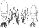 Species Centropages brevifurcus - Plate 2 of morphological figures