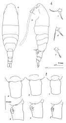 Espèce Acartia (Acartiura) hudsonica - Planche 1 de figures morphologiques