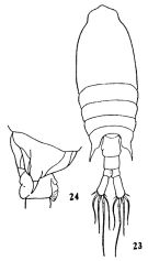 Espèce Centropages tenuiremis - Planche 6 de figures morphologiques