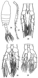 Species Centropages tenuiremis - Plate 7 of morphological figures