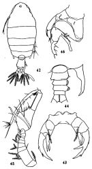 Espèce Pontellopsis tenuicauda - Planche 2 de figures morphologiques