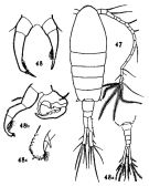 Espèce Tortanus (Eutortanus) spinicaudatus - Planche 2 de figures morphologiques
