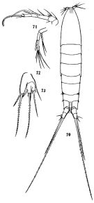 Species Microsetella norvegica - Plate 3 of morphological figures
