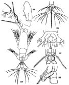 Espèce Monstrilla grandis - Planche 1 de figures morphologiques