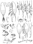 Species Delibus nudus - Plate 6 of morphological figures