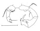 Espèce Acartia (Acartiura) discaudata - Planche 3 de figures morphologiques