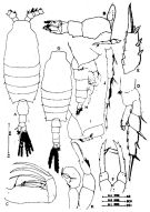 Espèce Candacia bradyi - Planche 3 de figures morphologiques