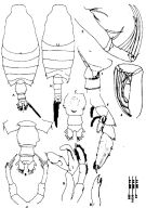 Espèce Candacia ethiopica - Planche 5 de figures morphologiques