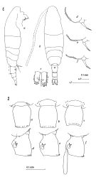Espèce Acartia (Acartiura) clausi - Planche 7 de figures morphologiques