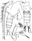 Species Scaphocalanus curtus - Plate 8 of morphological figures