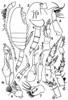 Species Scaphocalanus curtus - Plate 9 of morphological figures