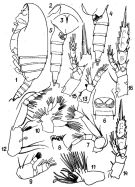 Species Scaphocalanus invalidus - Plate 1 of morphological figures