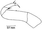 Espèce Sapphirina angusta - Planche 6 de figures morphologiques