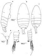 Espce Exumella tuberculata - Planche 1 de figures morphologiques