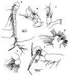 Espce Exumella tuberculata - Planche 2 de figures morphologiques