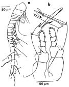 Espce Exumella tuberculata - Planche 4 de figures morphologiques
