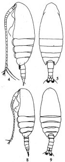 Species Nannocalanus minor - Plate 11 of morphological figures