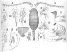 Espèce Temorites spinifera - Planche 1 de figures morphologiques