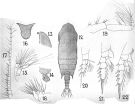 Espèce Pseudochirella dubia - Planche 4 de figures morphologiques